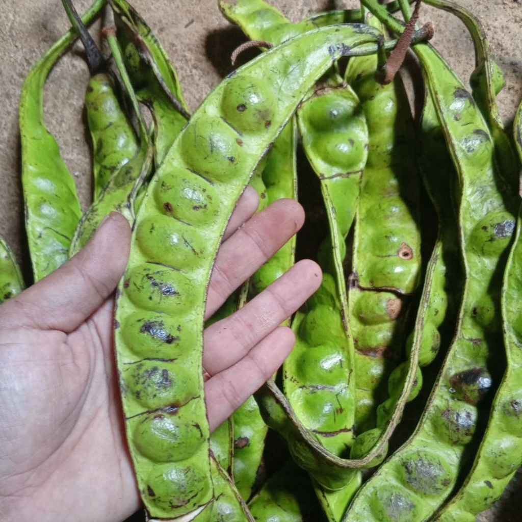 

pete rijek/Pete BS per 10papan