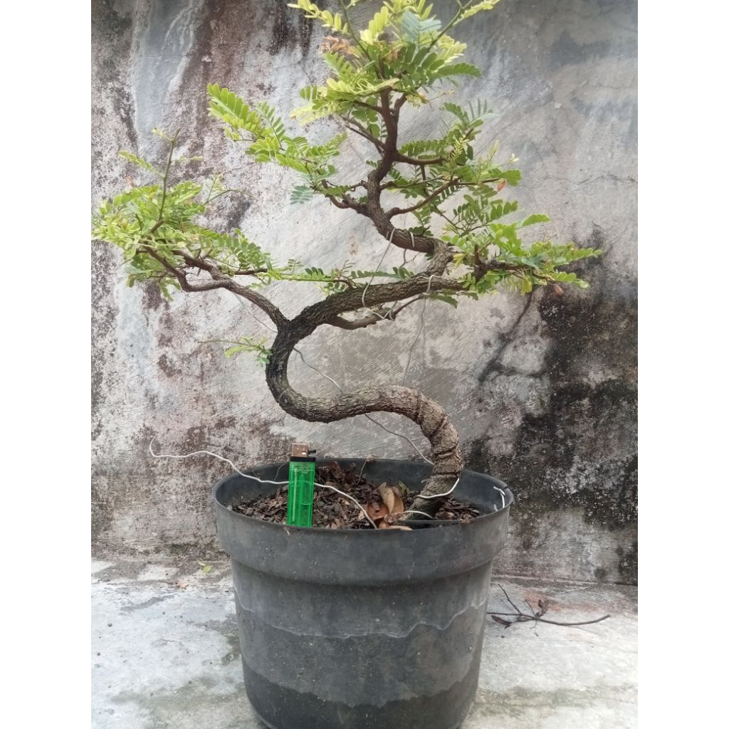 Bonsai Asam Jawa