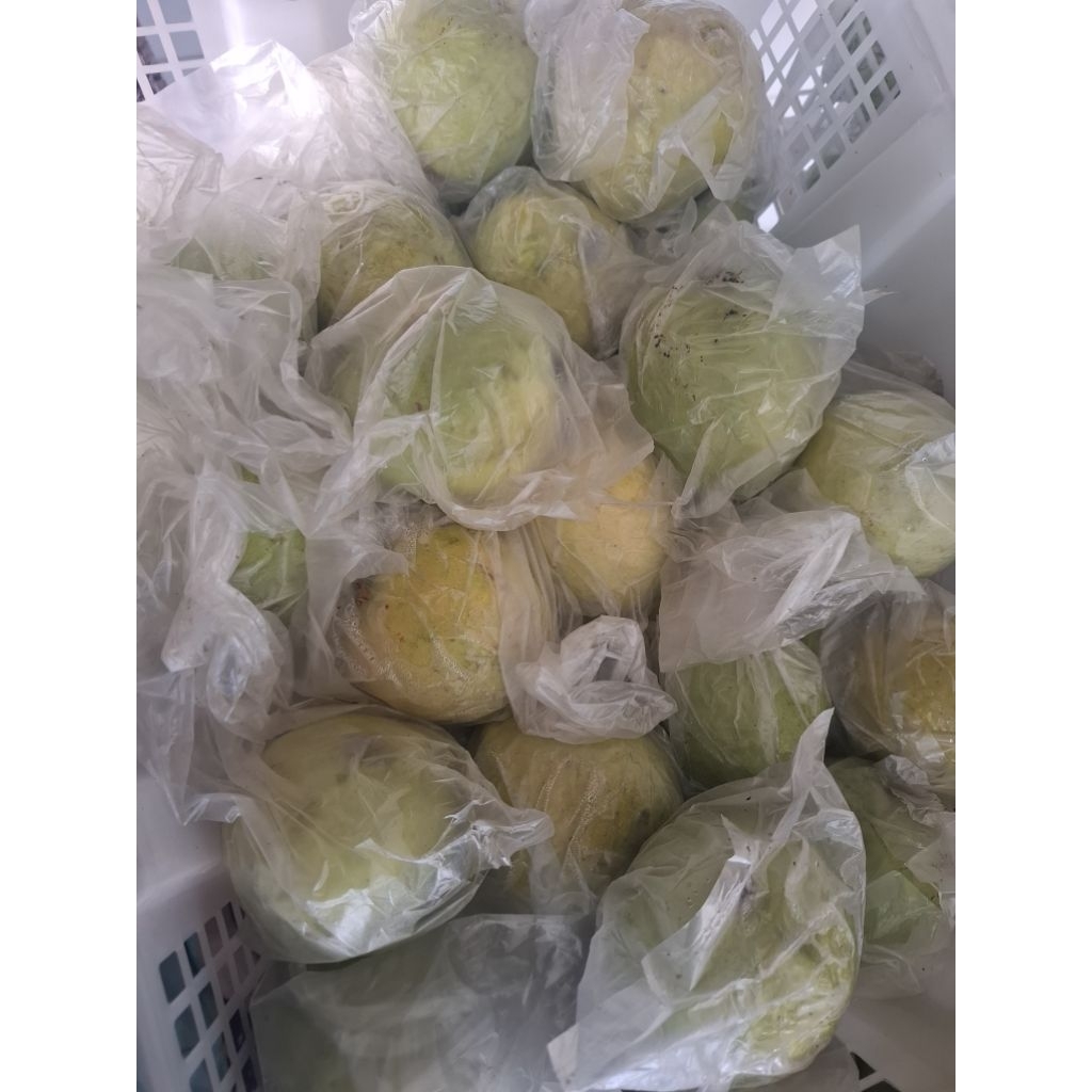 JAMBU MERAH DAN JAMBU KRISTAL