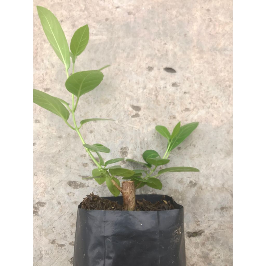 bibit bonsai sancang