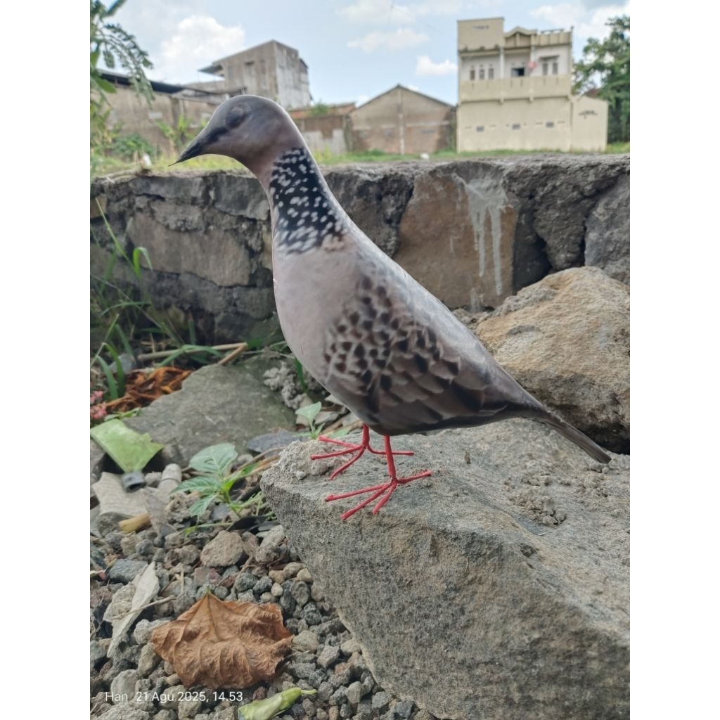 Patung Jontrot Pemikat Tekukur / Jontrot Burung Tekukur Realistis