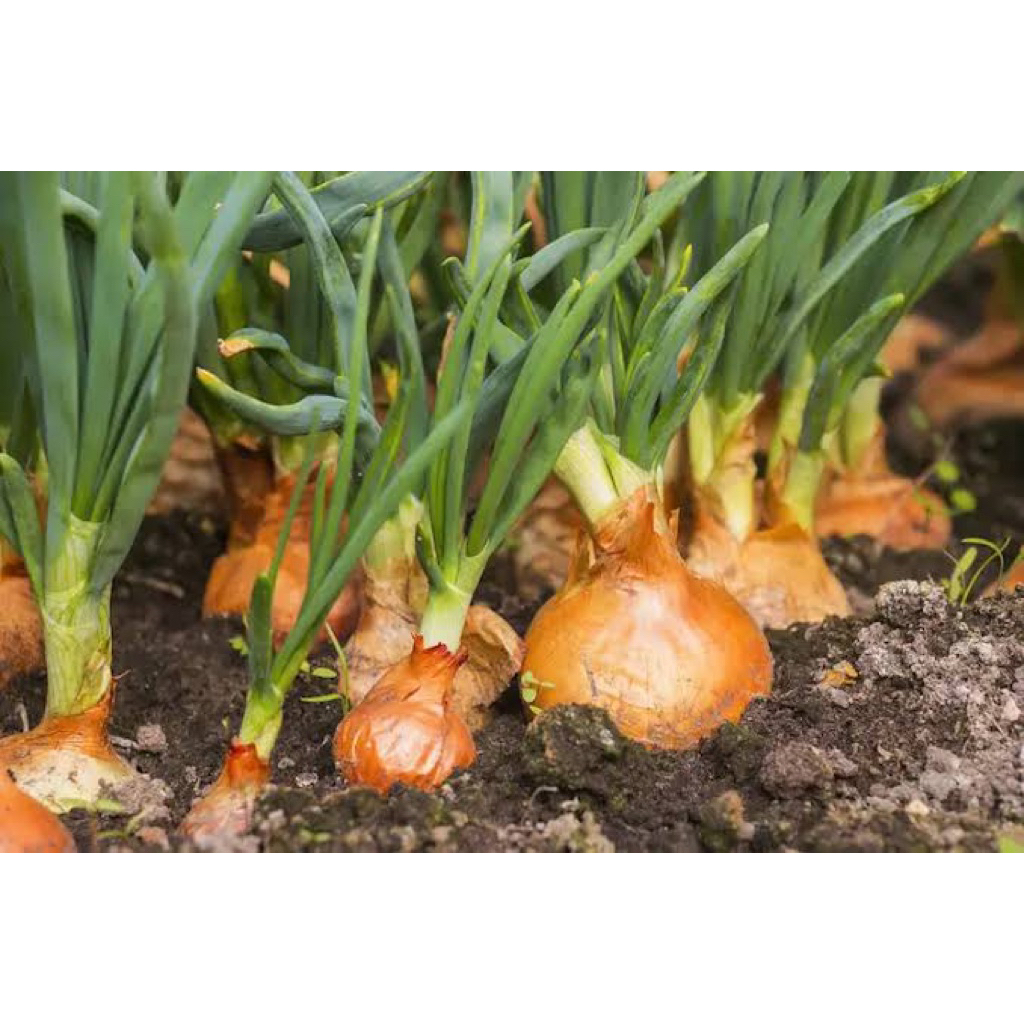 5 Benih Bawang Bombay Benih Bawang Bombay Unggul Berkualitas Bibit Bawang Bombay Bibit Sayur-Sayuran