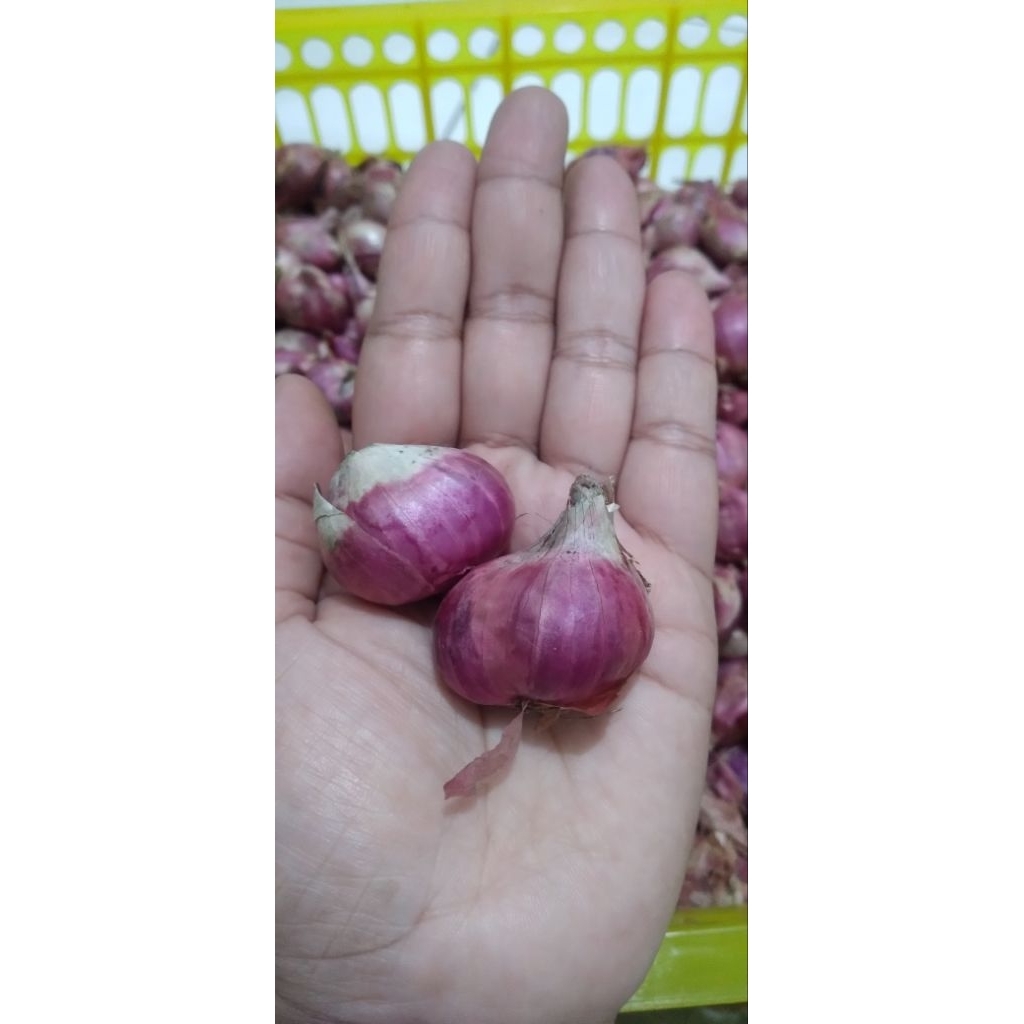 

BAWANG MERAH