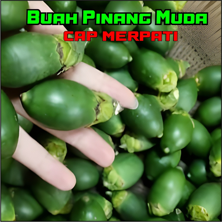 

Buah Pinang Muda Asli Herbal 100% original