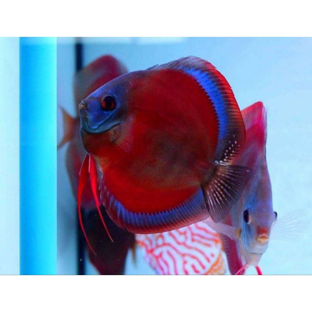 DISCUS SUN MERAH HIASAN AQUARIUM AQUASCAPE