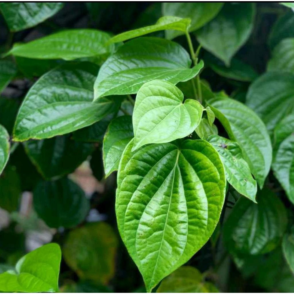 

Daun sirih hijau segar 100 lembar