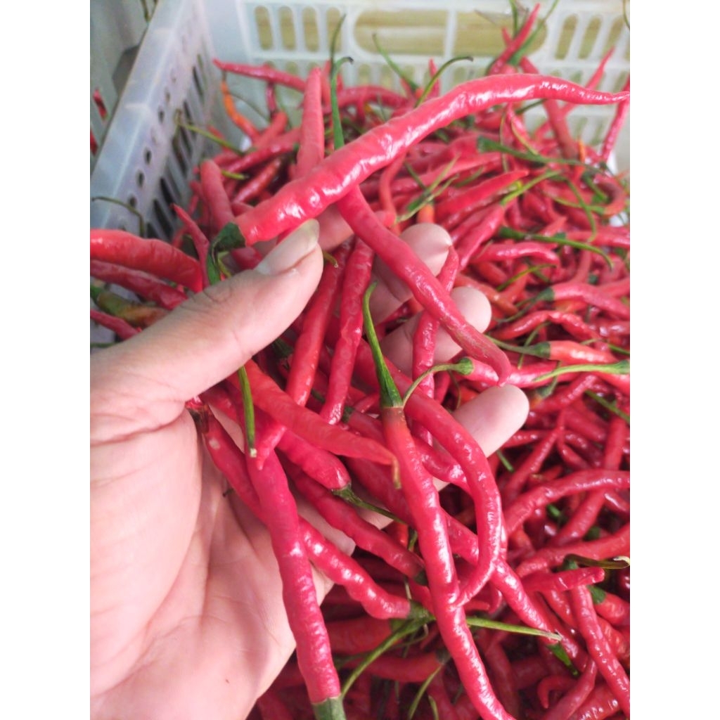 

Cabai Keriting Merah Super
