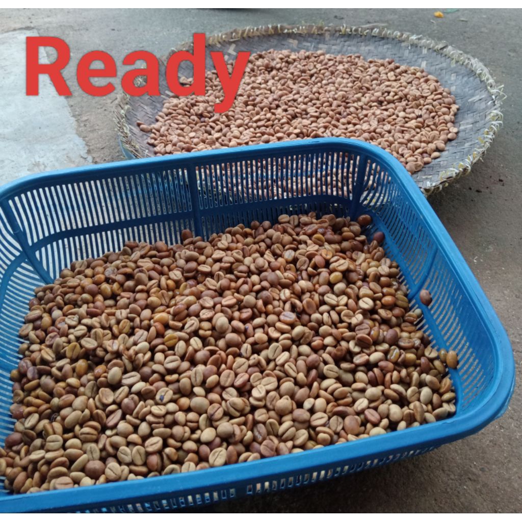 

Biji Semai kopi robusta Klon Kus 500gram