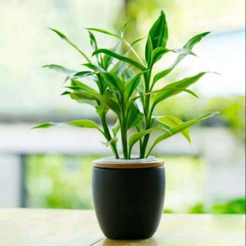 Tanaman bambu hoki - pohon Sri rejeki  - bunga keberuntungan - bisa media air