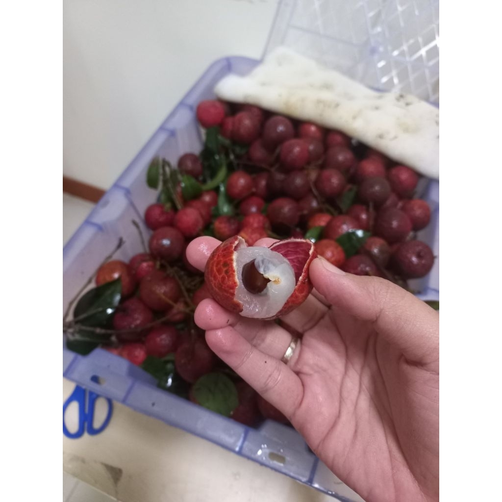 

Leci Merah segar Lychee import Harga Promo!