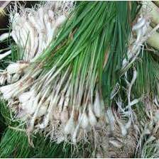 

sayur kucai bawang segar harga random perikat