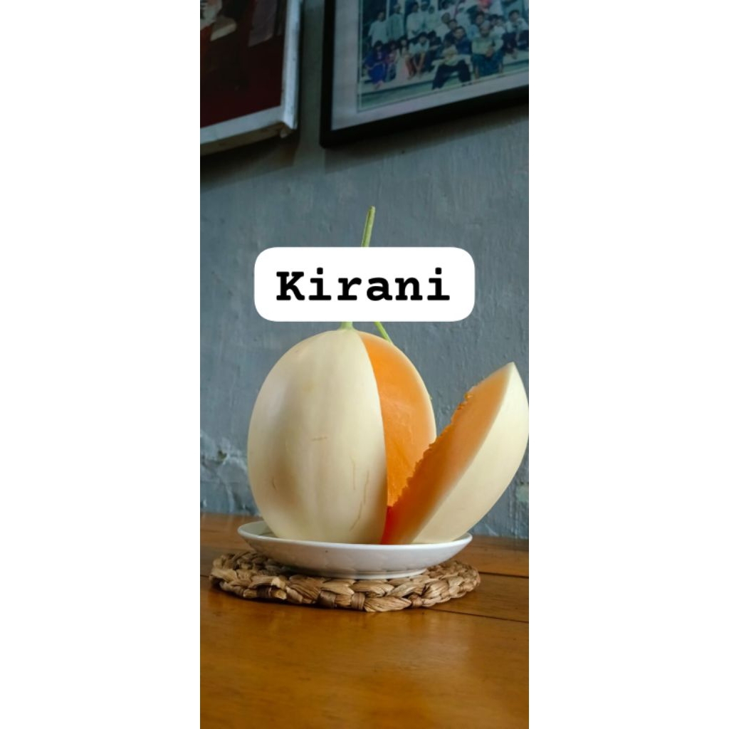 

bibit melon kirani f1