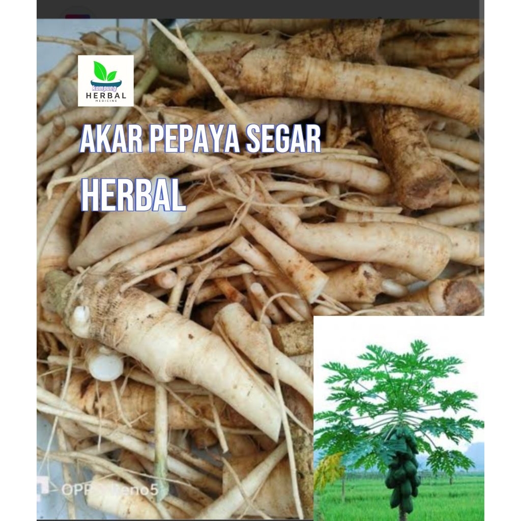 

akar pepaya segar 1kg bersih