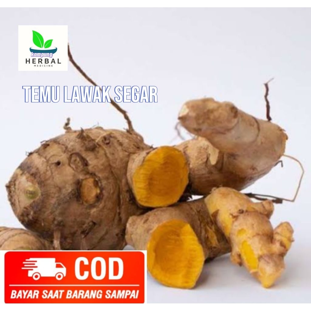 

temu lawak segar fresh 1 kg