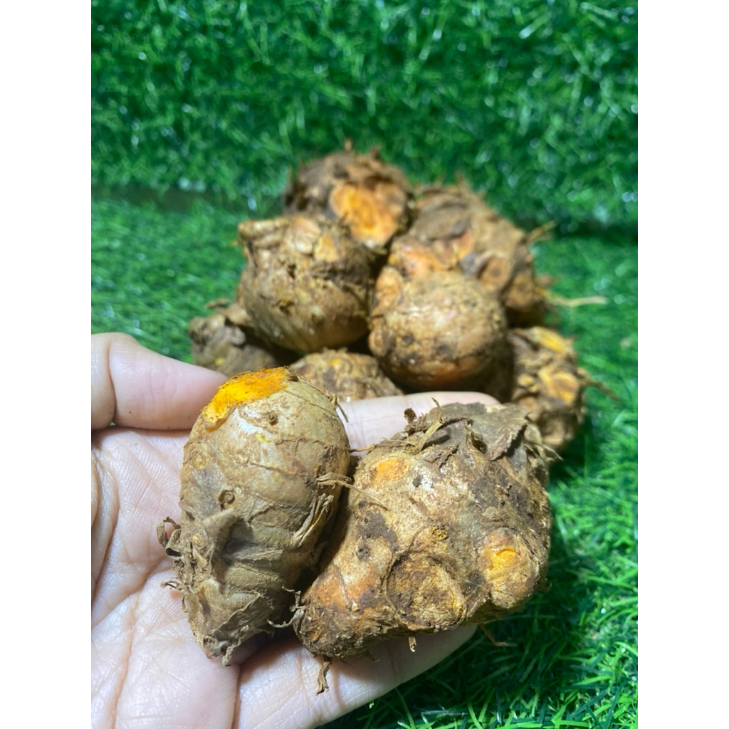 

Kunyit empu rempah fresh wonogiri