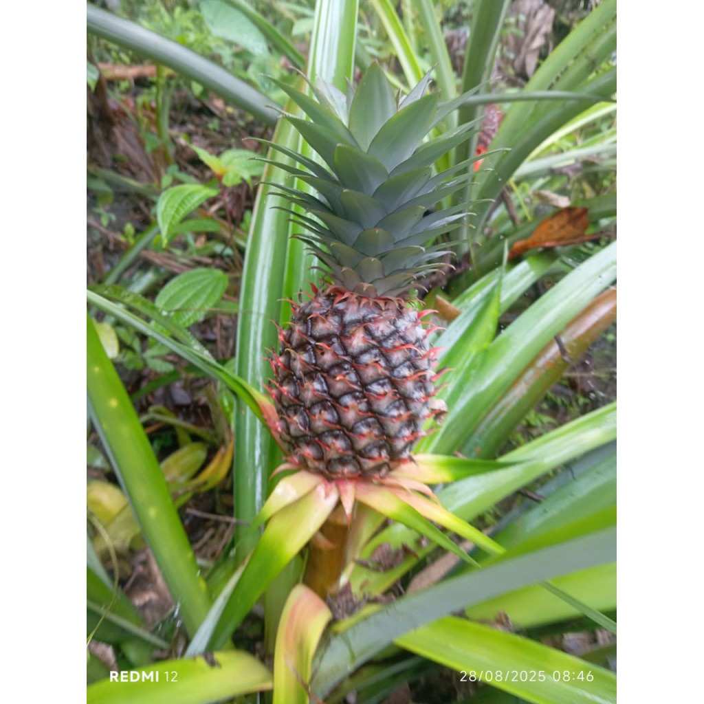 

Nanas Muda Nanas Manis Buah Banyak Manfaat Privasi Aman