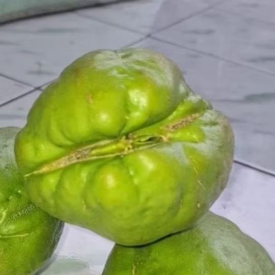 

Benih labu siam jumbo perpcs