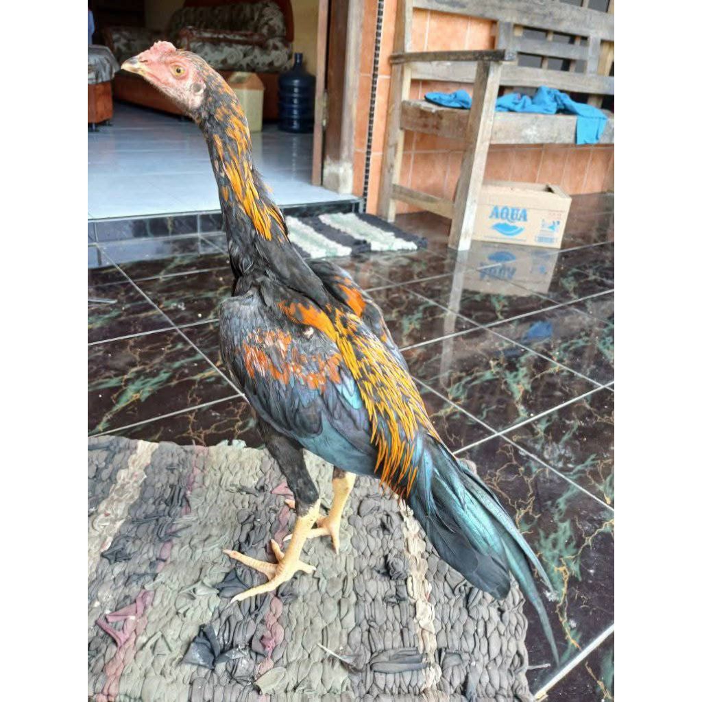 Ayam BK/Bangkok Original 100% Usia 4 Bulan (4y4m Hidup)