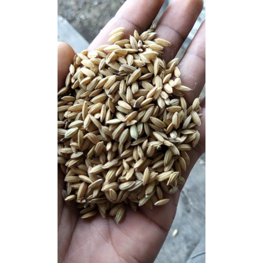 GABAH MUNCUL, GABAH BULAT MAKANAN AYAM BANGKOK ADUAN Murah