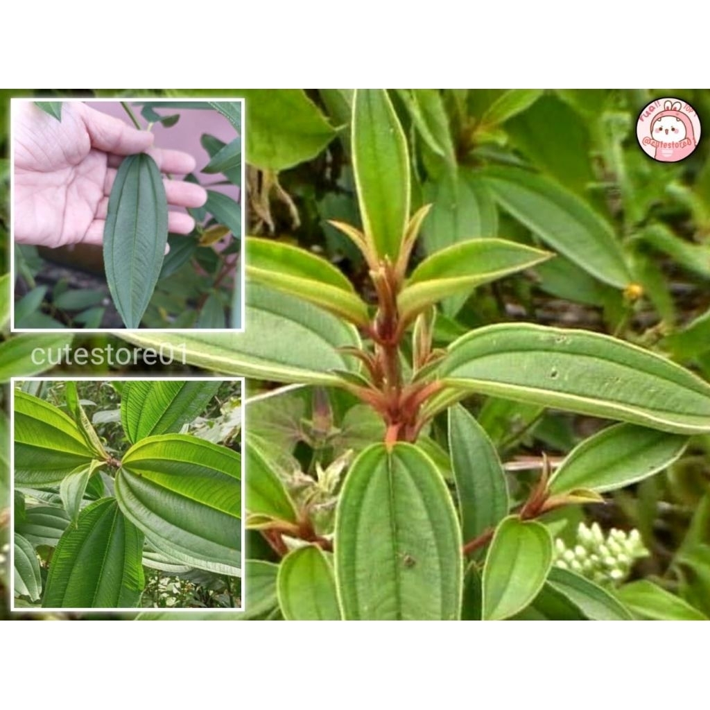 

Daun Pohon Senggani 20 Lembar