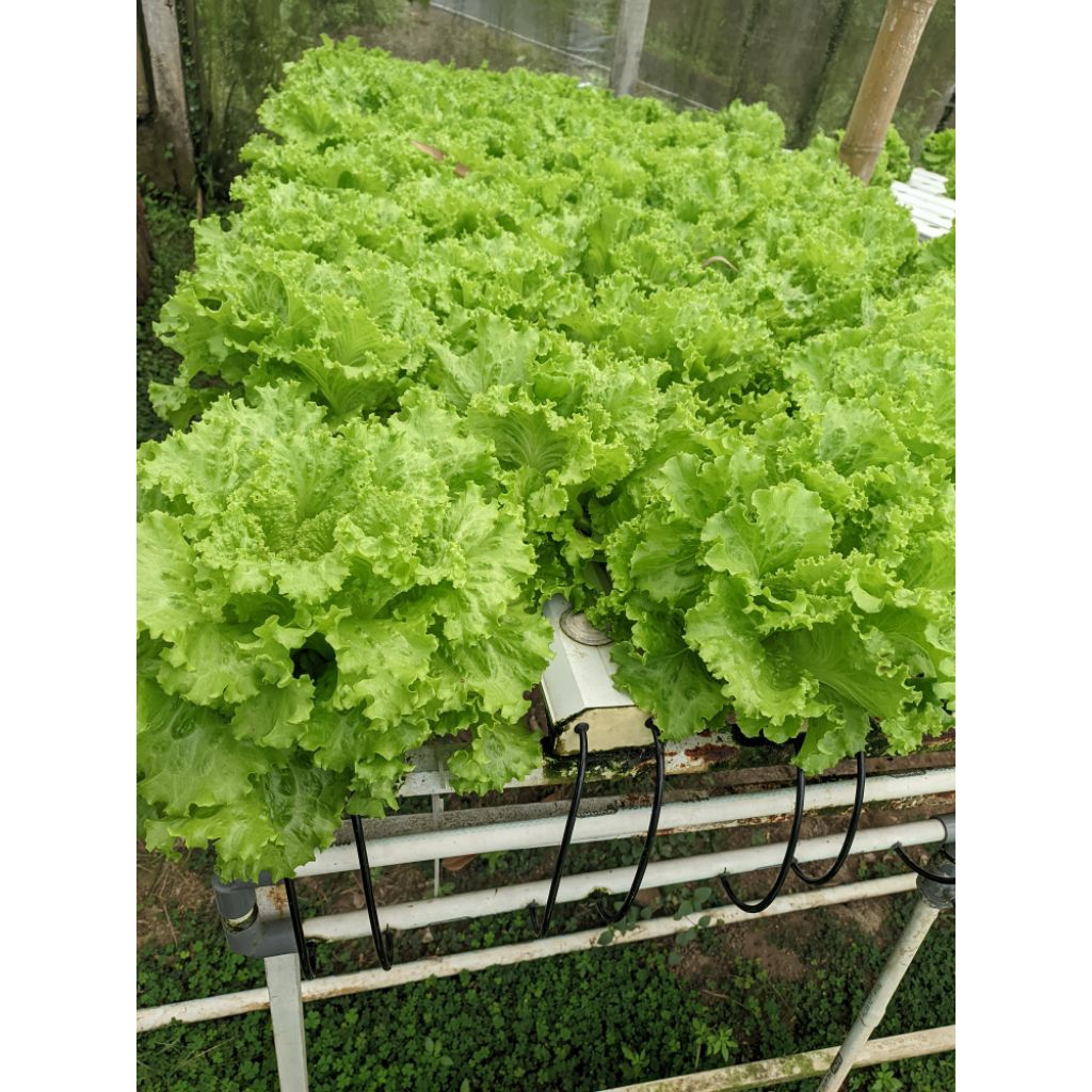 

selada hidroponik 250gram