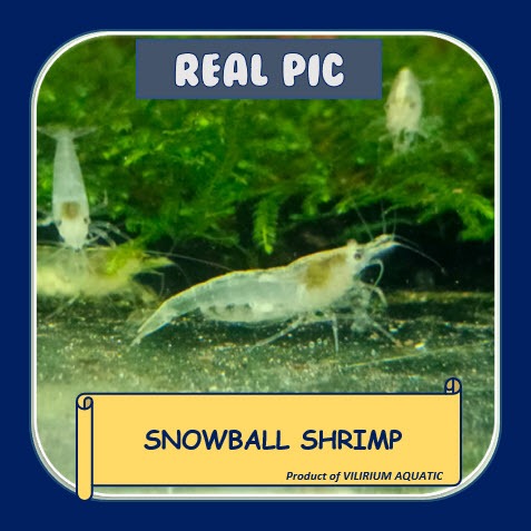 UDANG HIAS AIR TAWAR - UDANG HIAS SNOWBALL / UDANG AQUASCAPE SNOWBALL