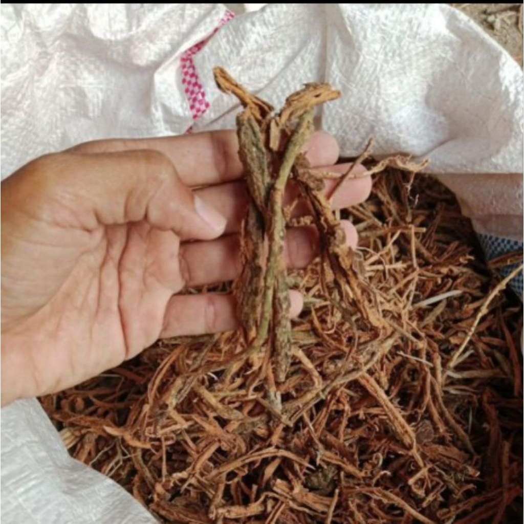 

Herbal Kayu Rapet kering 1000gram Asli Dan Murni dari hutan