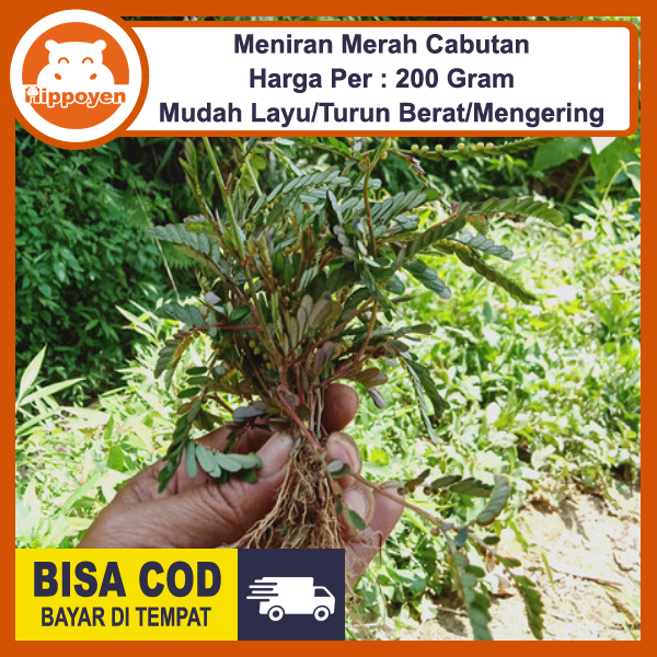

Meniran Merah Segar Cabutan Tanpa Tanah 200 Gram