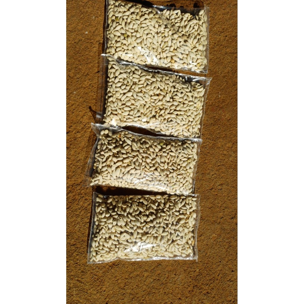 

Promo Biji Jeruk Jc (japanece citroen) untuk batang bawah tanaman jeruk