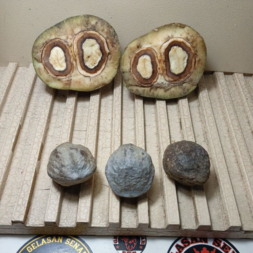 Muncang adu asli Garut YANTI