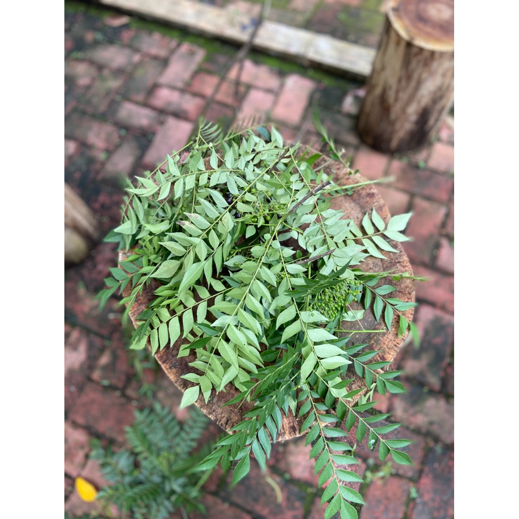 

Daun Kare Segar Baru Petik