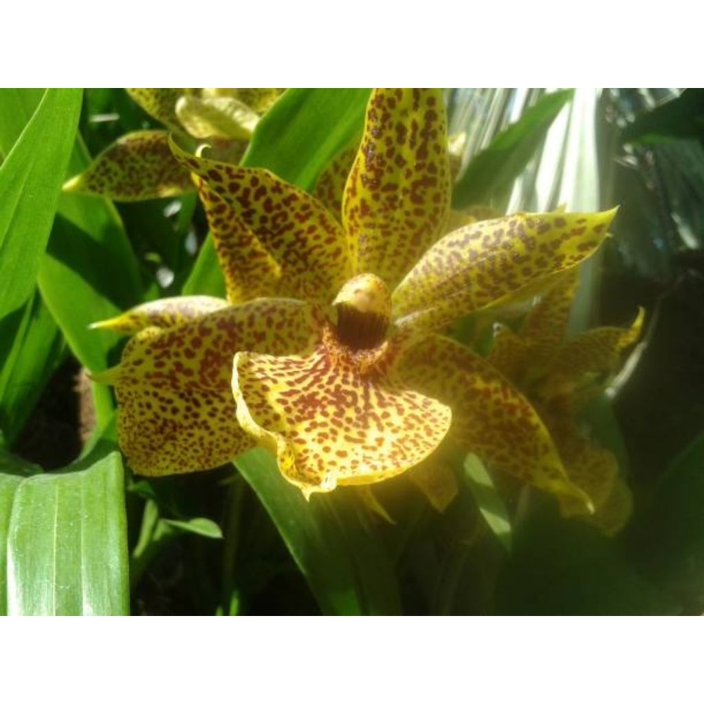 Anggrek Grammatophyllum Speciosum Yellow Fancy