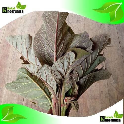 

Daun Jati segar 500 gram pucuk herbal