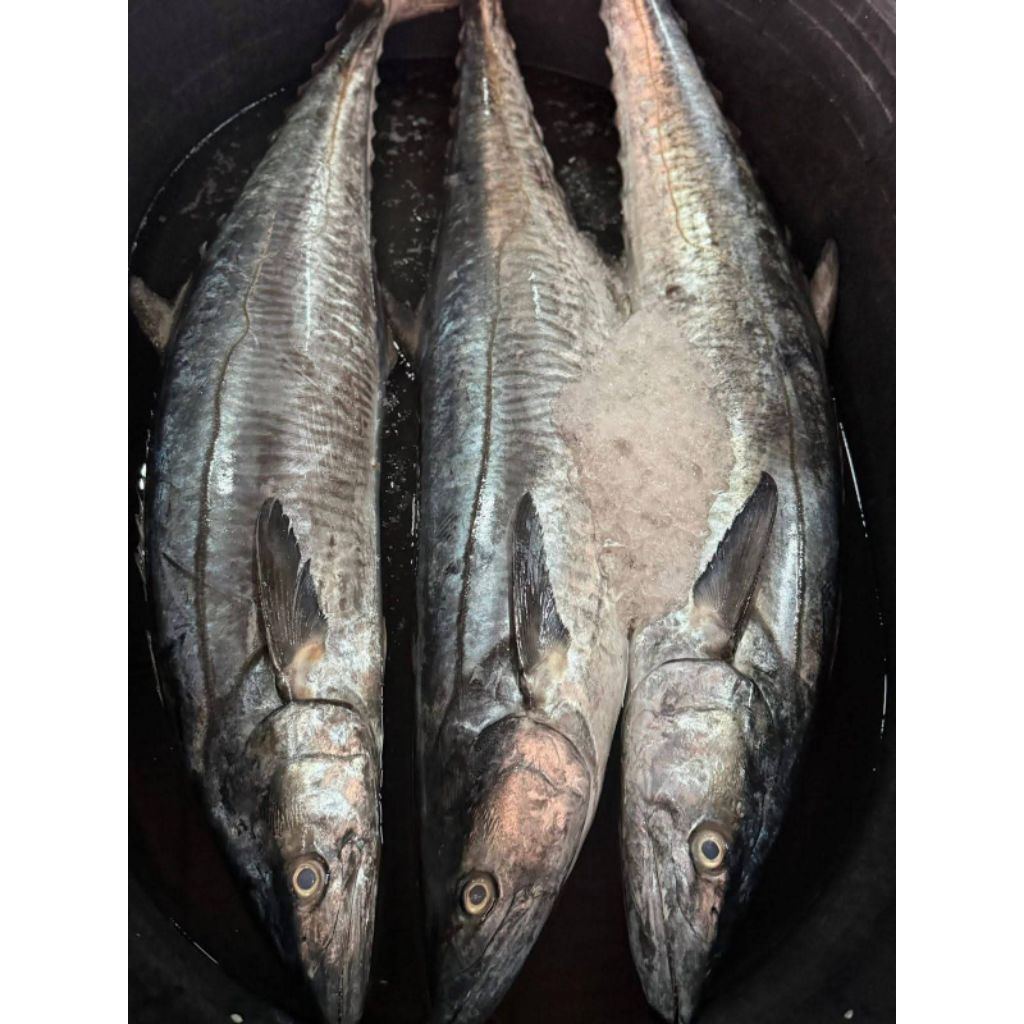 

IKAN TENGGIRI SEGAR SEAFOOD / MARINASI 1KG