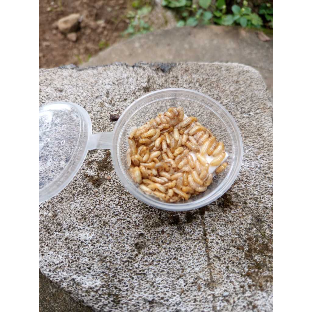 POA PUA WARANGAS UMPAN MANCING IKAN WADER