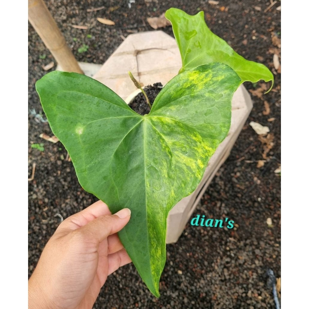 tanaman hias anthurium pterodactyl variegata 2daun besar