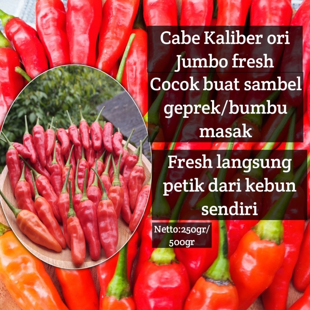 

Cabe Rawit jumbo kaliber ori cocok buat sambal geprek atau bumbu masak