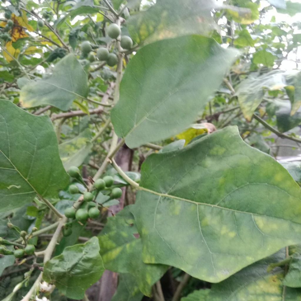 

daun pokak segar 10lembar/samsulherbal1