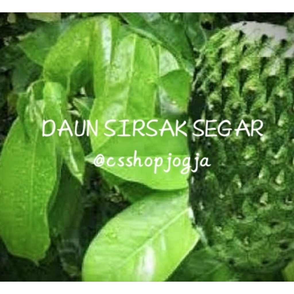 

DAUN SIRSAK SEGAR 35 LEMBAR [ PROMO JOGJA ]