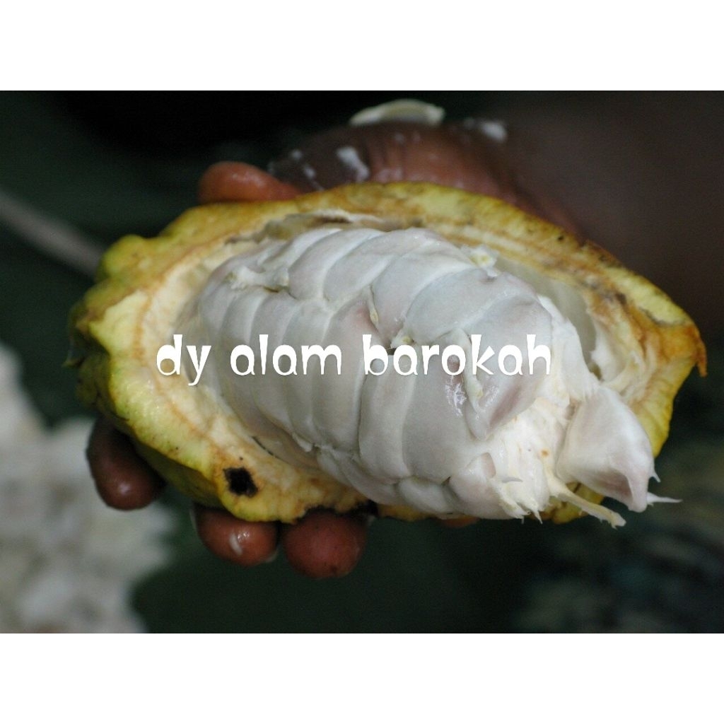 

BUAH COKLAT/KAKAO MANIS SEGAR MURAH PROMO 2pcs