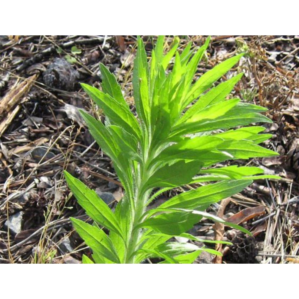 

Daun Jalantir Segar 500gr – Langsung Petik- Saat Order