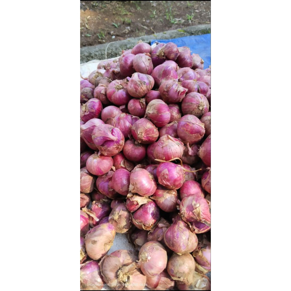 

Bawang Merah Kualitas Super