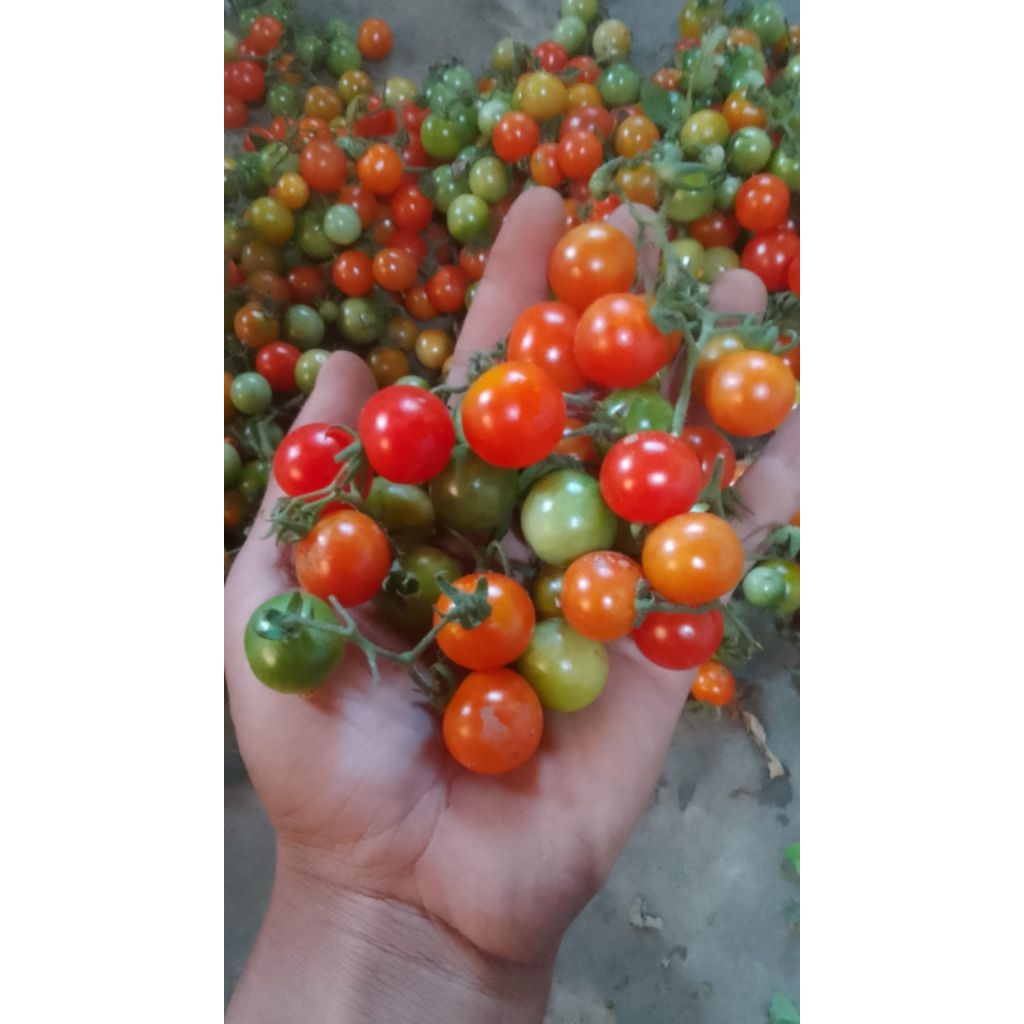 

rampai\ranggam\cung 500g
