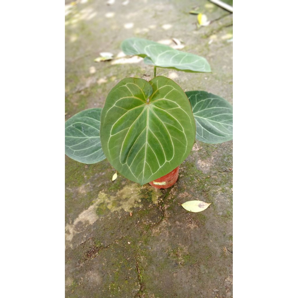 Anthurium king of spades
