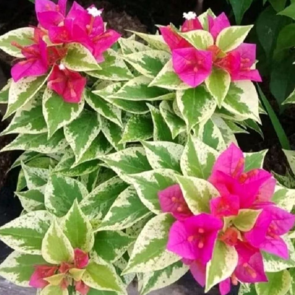 Bougenville Singapore Varigata Merah Fanta