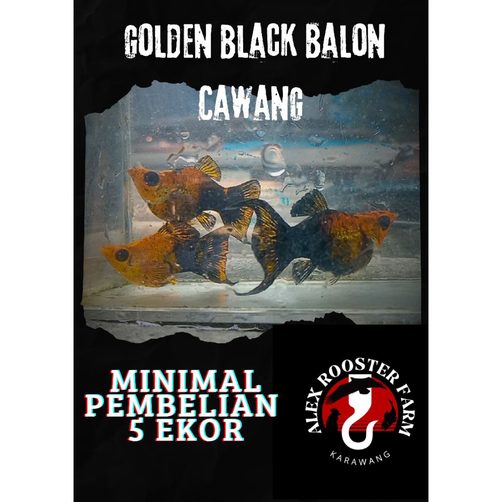 Hiasan Aquarium MOLLY GOLDEN BLACK BALON CAWANG