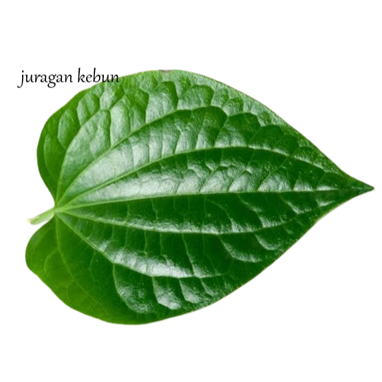 

Daun sirih Segar antiseptik - daun seureuh fresh (per 1 lembar)