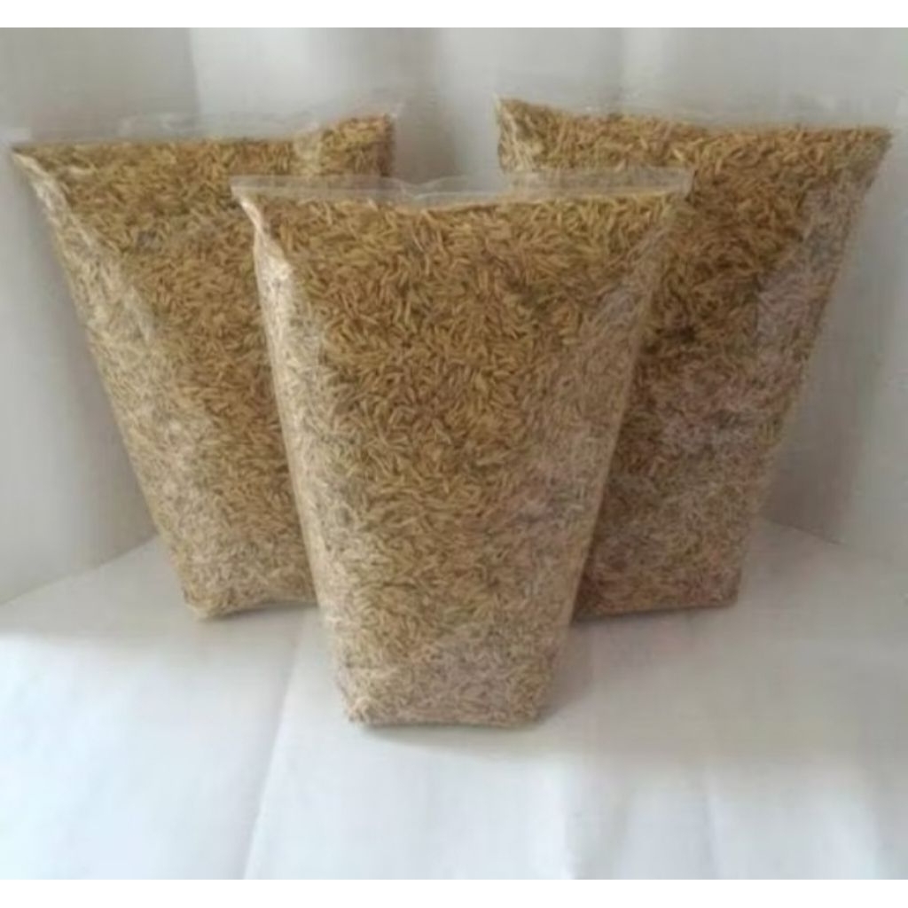 kulit padi kering alami/sekam