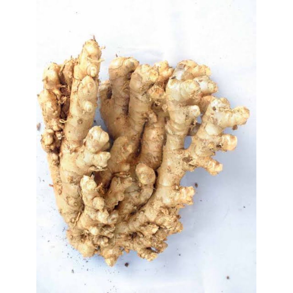 

lempuyang seger_fresh_bersih_500GR_1000GR