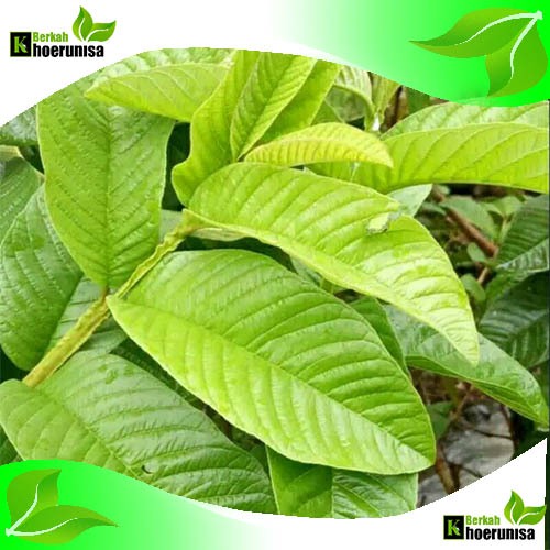 

Daun jambu biji muda pucuk segar 100 Lembar fresh